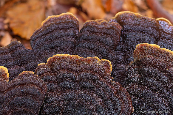 Paddenstoelen 2021, Bart Fotografie-039