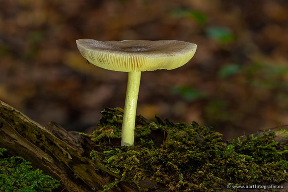 Paddenstoelen 2021, Bart Fotografie-043