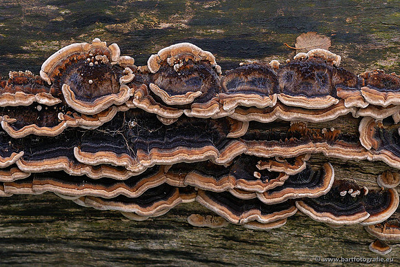 Paddenstoelen 2021, Bart Fotografie-044