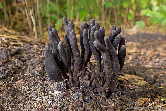 Paddenstoelen 2021, Bart Fotografie-045