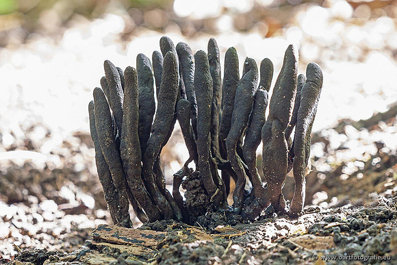 Paddenstoelen 2021, Bart Fotografie-047