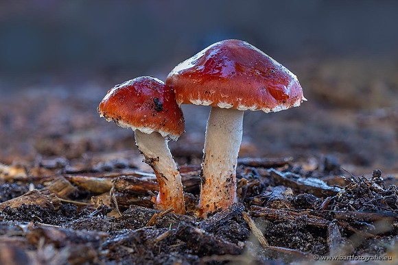Paddenstoelen 2021, Bart Fotografie-048
