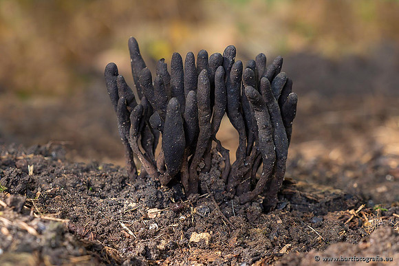 Paddenstoelen 2021, Bart Fotografie-046
