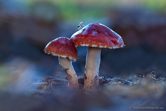 Paddenstoelen 2021, Bart Fotografie-049