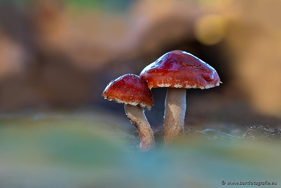 Paddenstoelen 2021, Bart Fotografie-050