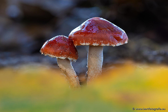 Paddenstoelen 2021, Bart Fotografie-051