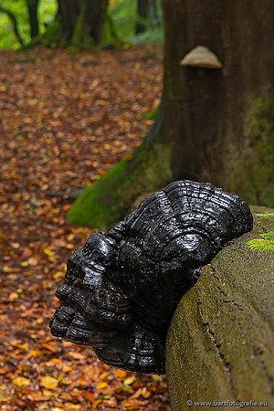 Paddenstoelen 2021, Bart Fotografie-055