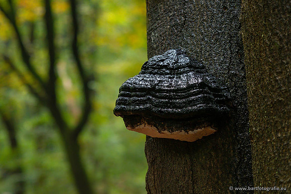 Paddenstoelen 2021, Bart Fotografie-056