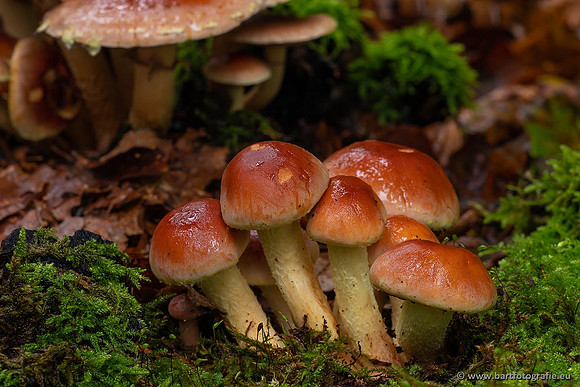 Paddenstoelen 2021, Bart Fotografie-052