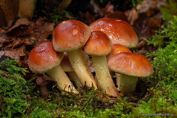Paddenstoelen 2021, Bart Fotografie-053