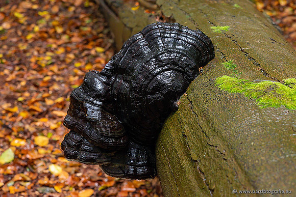 Paddenstoelen 2021, Bart Fotografie-054