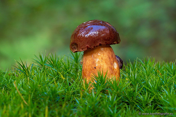 Paddenstoelen 2021, Bart Fotografie-057