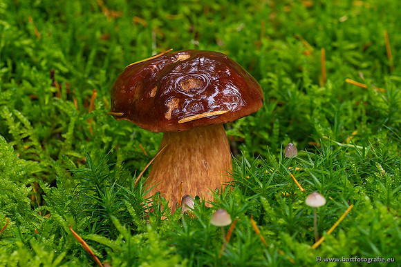 Paddenstoelen 2021, Bart Fotografie-058