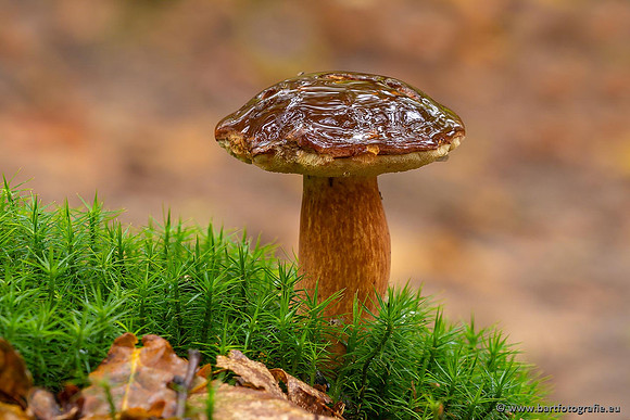 Paddenstoelen 2021, Bart Fotografie-059