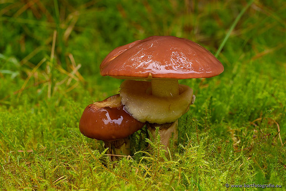 Paddenstoelen 2021, Bart Fotografie-060