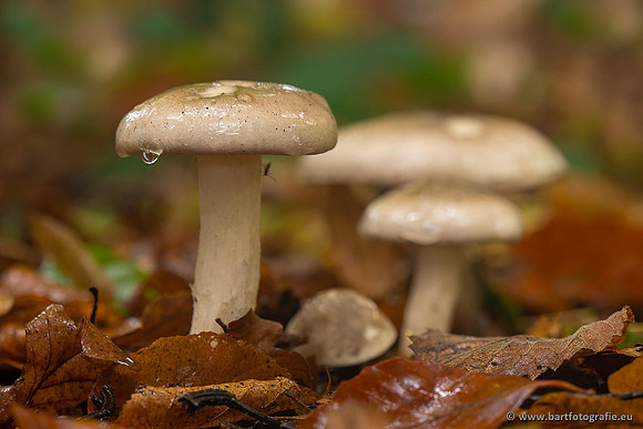 Paddenstoelen 2021, Bart Fotografie-062