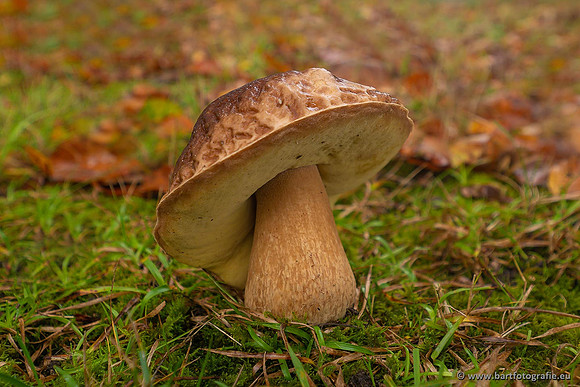 Paddenstoelen 2021, Bart Fotografie-064