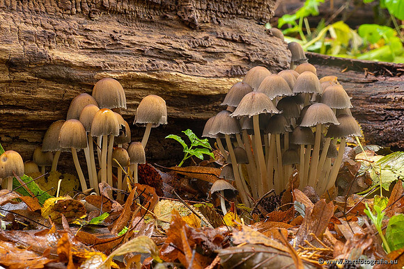 Paddenstoelen 2021, Bart Fotografie-061