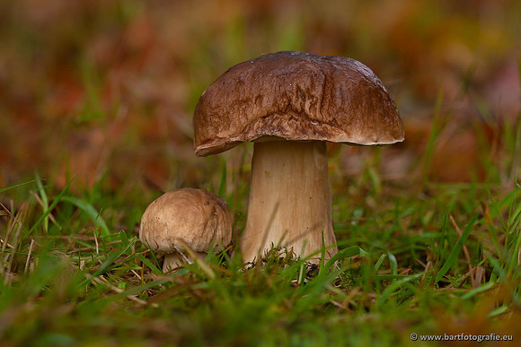 Paddenstoelen 2021, Bart Fotografie-065
