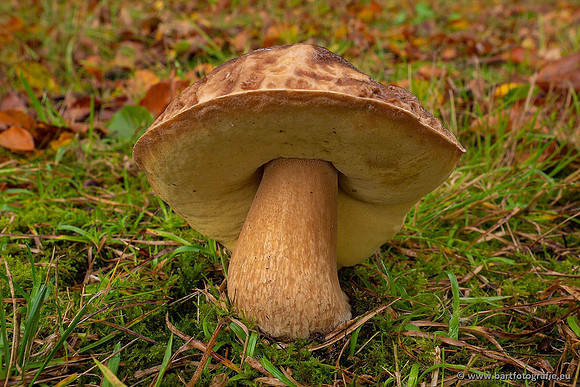 Paddenstoelen 2021, Bart Fotografie-063