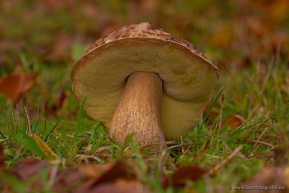 Paddenstoelen 2021, Bart Fotografie-066