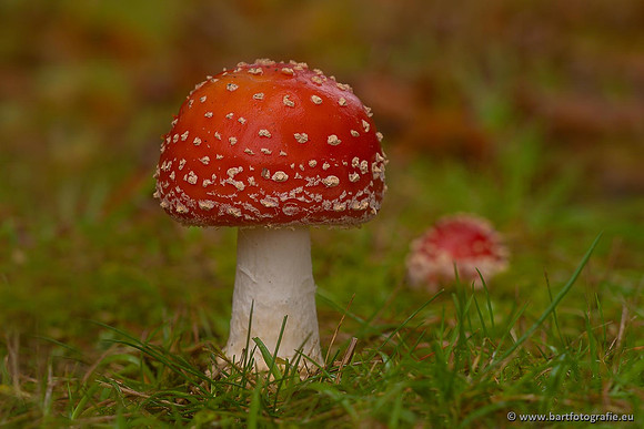 Paddenstoelen 2021, Bart Fotografie-067