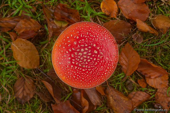 Paddenstoelen 2021, Bart Fotografie-068