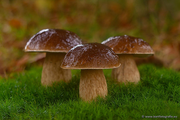 Paddenstoelen 2021, Bart Fotografie-070