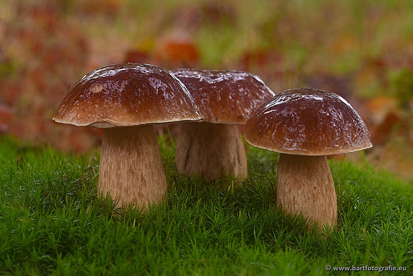 Paddenstoelen 2021, Bart Fotografie-069