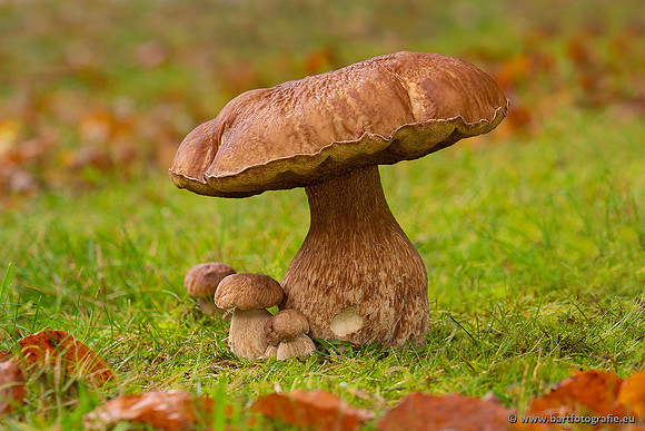 Paddenstoelen 2021, Bart Fotografie-072