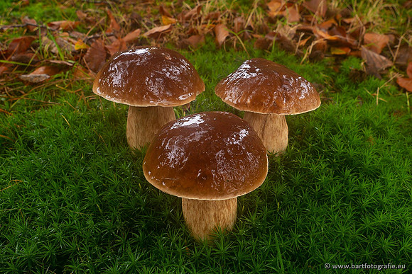 Paddenstoelen 2021, Bart Fotografie-071