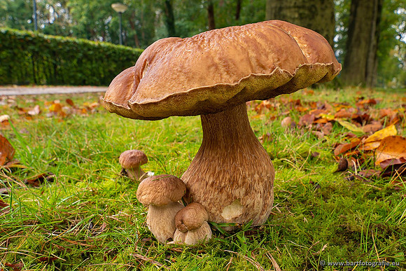 Paddenstoelen 2021, Bart Fotografie-073