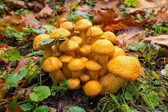 Paddenstoelen 2021, Bart Fotografie-074