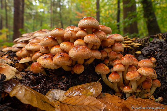 Paddenstoelen 2021, Bart Fotografie-075