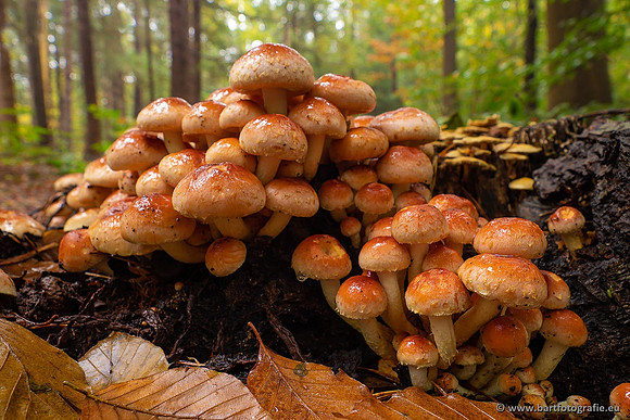 Paddenstoelen 2021, Bart Fotografie-076