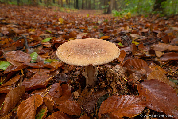 Paddenstoelen 2021, Bart Fotografie-077