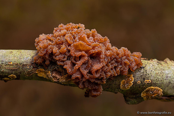 Paddenstoelen 2021, Bart Fotografie-078