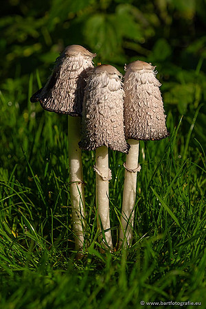 Paddenstoelen 2021, Bart Fotografie-079