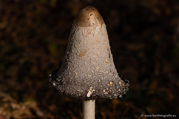 Paddenstoelen 2021, Bart Fotografie-080