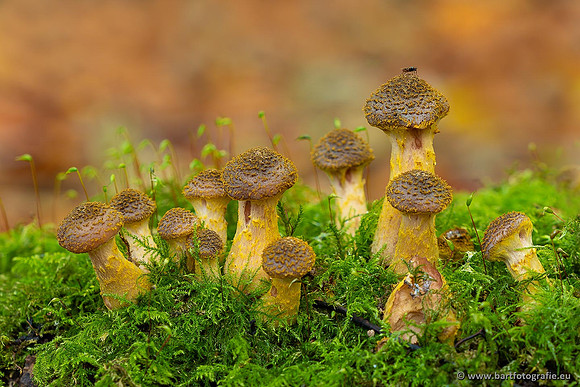 Paddenstoelen 2021, Bart Fotografie-081