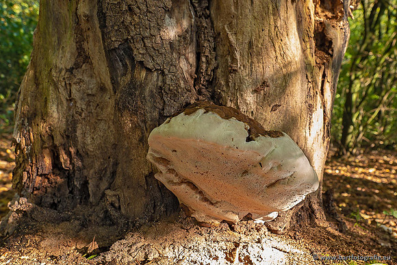 Paddenstoelen 2021, Bart Fotografie-082