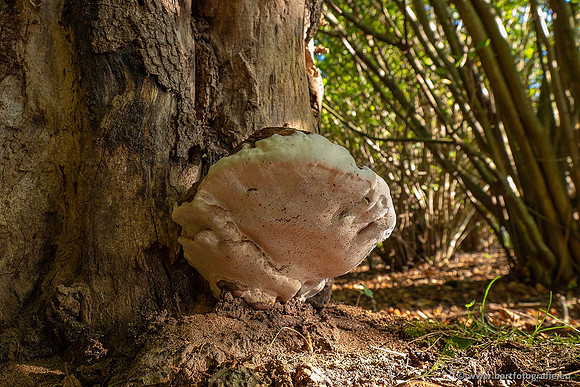 Paddenstoelen 2021, Bart Fotografie-083