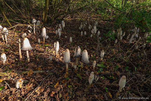 Paddenstoelen 2021, Bart Fotografie-084