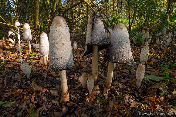 Paddenstoelen 2021, Bart Fotografie-085
