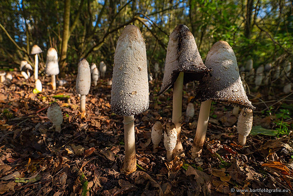Paddenstoelen 2021, Bart Fotografie-086