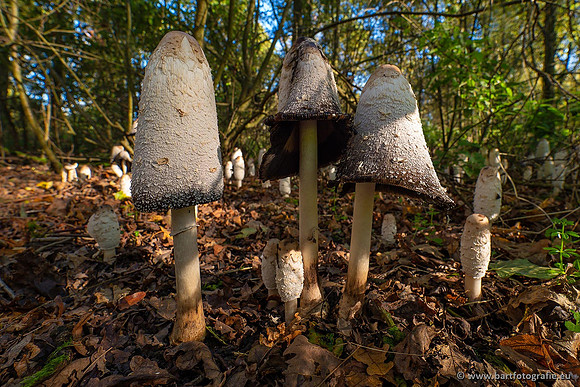 Paddenstoelen 2021, Bart Fotografie-087