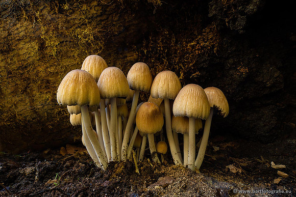 Paddenstoelen 2021, Bart Fotografie-088