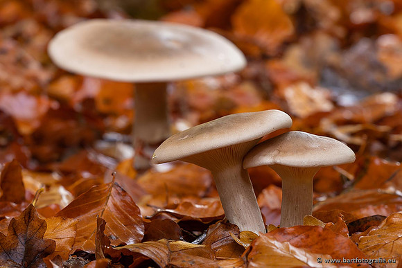 Paddenstoelen 2021, Bart Fotografie-091