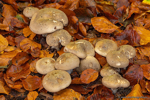 Paddenstoelen 2021, Bart Fotografie-093