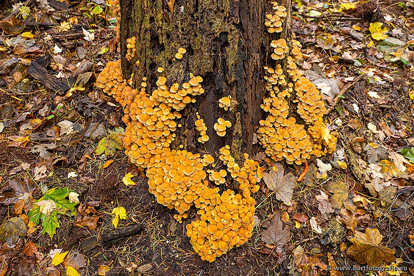 Paddenstoelen 2021, Bart Fotografie-089